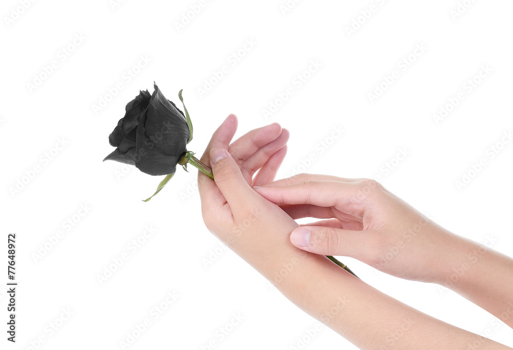 female hand holding a black rose ,isolated on white background