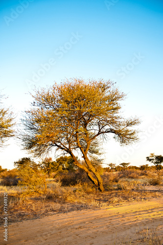 Deserto del Kalahari  Botswana  Africa