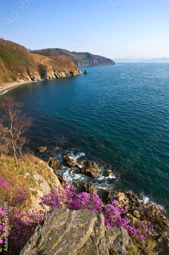 Blooming rhododendron on the shores of the Bay of Nakhodka.