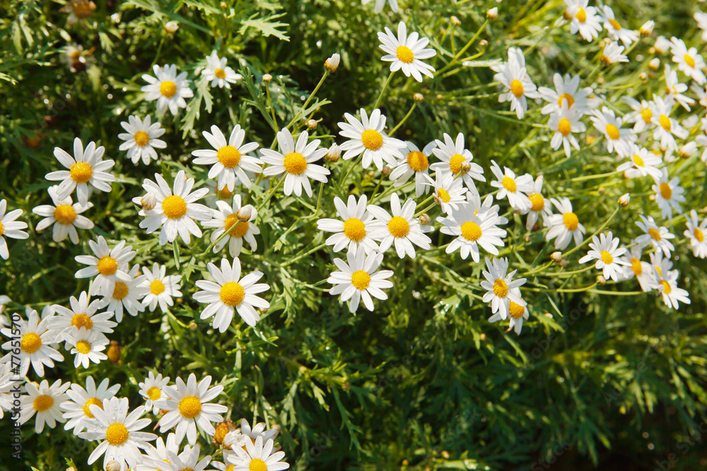Chamomile flower with water drop in garden Chamomile flower with water drop in garden
