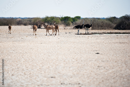 Deserto del Kalahari, Botswana, Africa photo