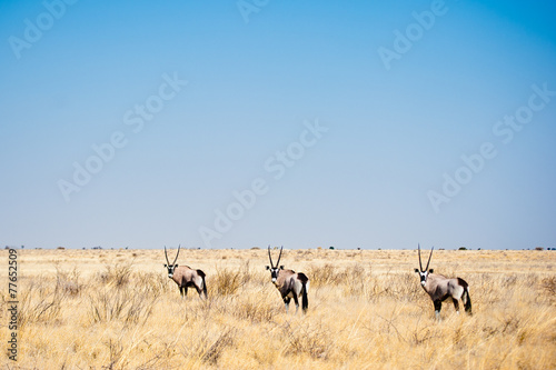Deserto del Kalahari, Botswana, Africa © marziafra