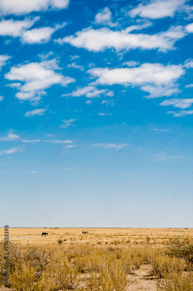 Fototapeta premium Botswana, Africa