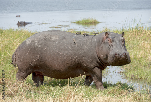 africa Botswana, hippopotamus