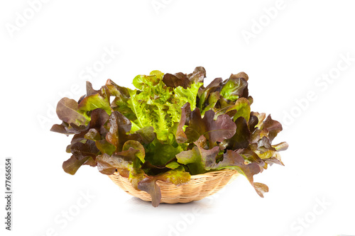 Oak Leaf lettuce isolated on white background