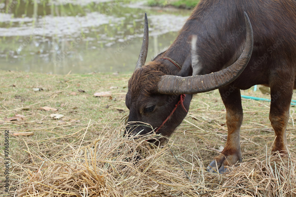 Obraz premium black buffalo eating food in farm