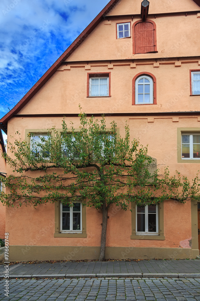 Green tree on the facade of house in Rothenburg Green tree on the facade of house in Rothenburg