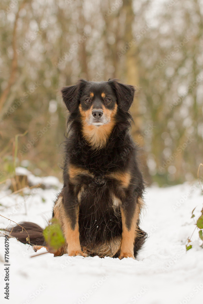 Ein Portrait von einem Hund im Schnee Ein Portrait von einem Hund im Schnee