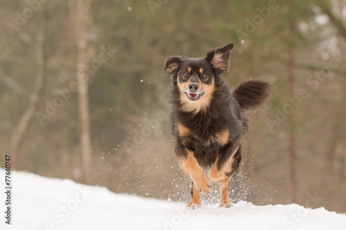 Ein Hund der voller Freude durch den Schnee rennt