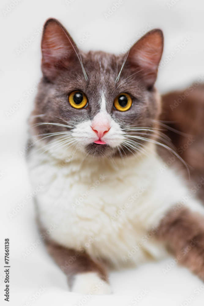 Cat showing tongue