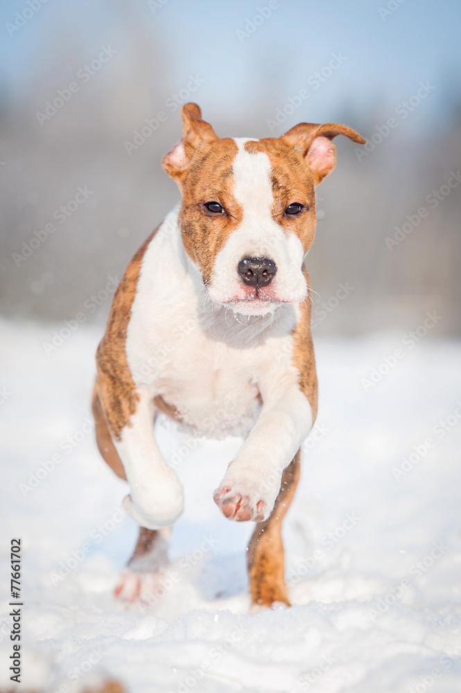 American staffordshire terrier puppy running in winter American staffordshire terrier puppy running in winter