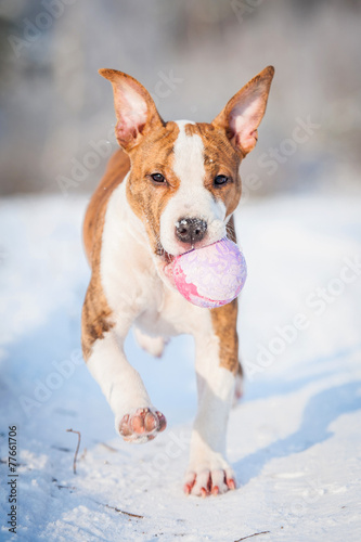 Fototapeta Naklejka Na Ścianę i Meble -  Amstaff puppy playing with a ball in winter