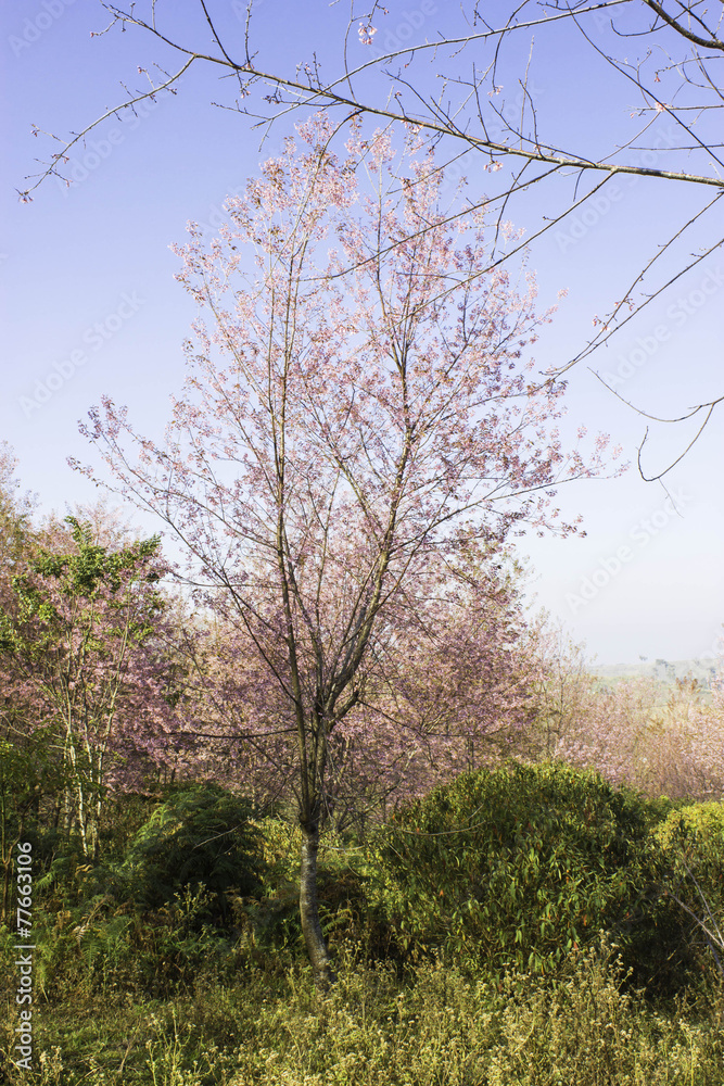 Sakura pink nature views in Phuromro Loei,Thailand Sakura pink nature views in Phuromro Loei,Thailand