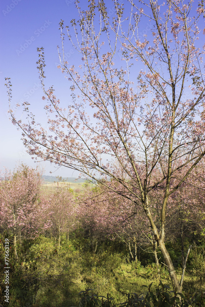 Sakura pink nature views in Phuromro Loei,Thailand Sakura pink nature views in Phuromro Loei,Thailand