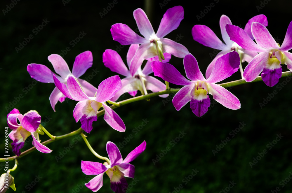 Orchids with dark background Orchids with dark background