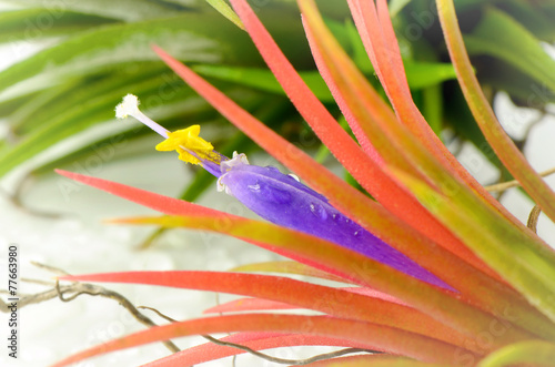 Tillandsia on white background. photo