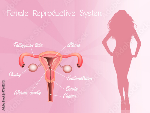 illustration of female genitals photo