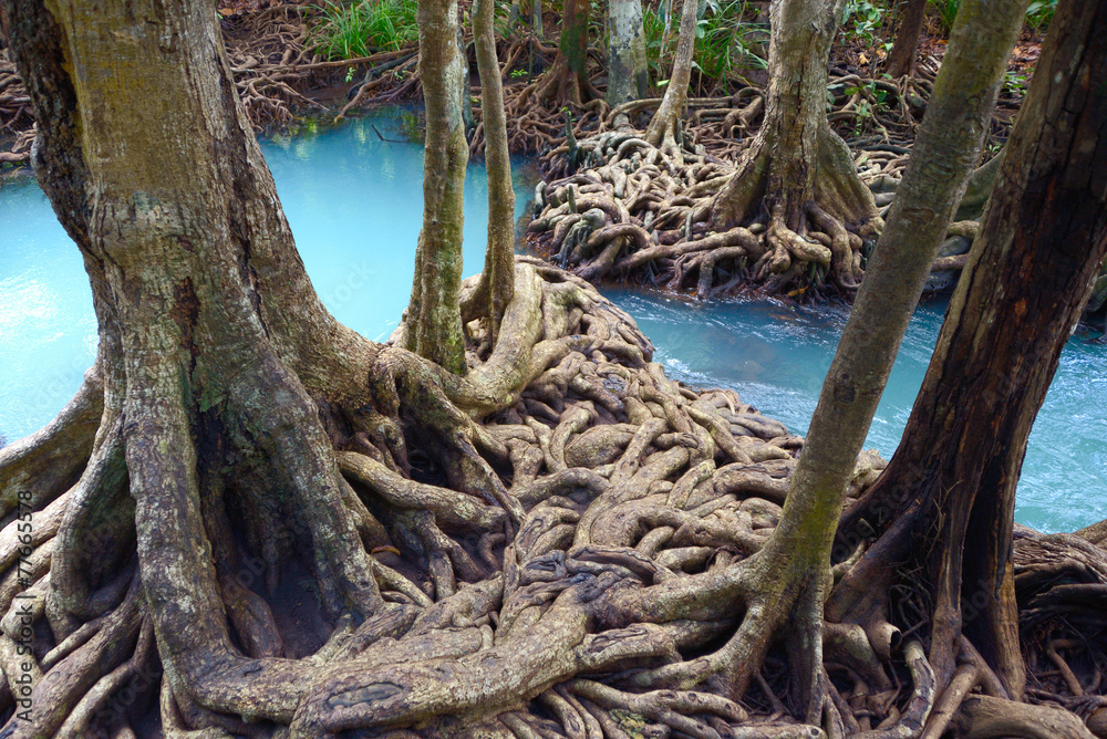 Mangrove forest