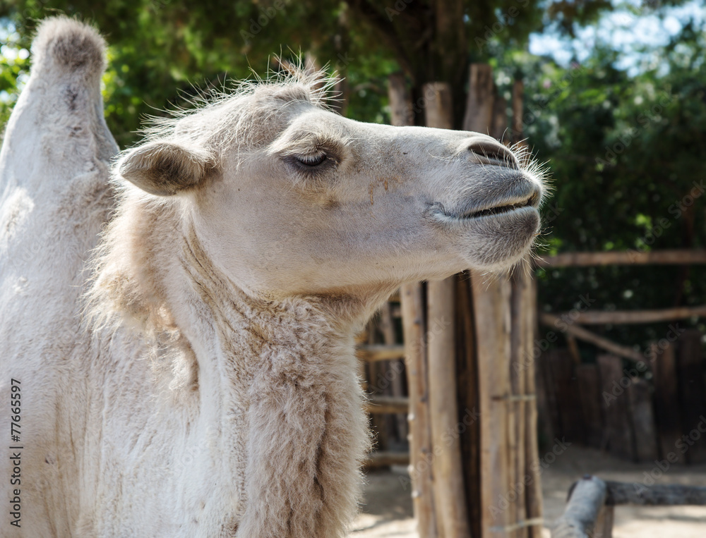 Fototapeta premium Camel (lat. Camelus). Portrait.