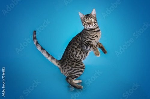serval kitten playing in the studio on a colored background isol