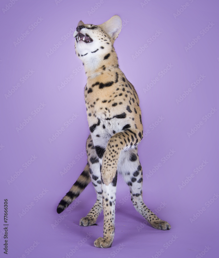 Fototapeta premium serval kitten playing in the studio on a colored background isol