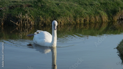 A swan in the water at the Zaanse Schans. Holland photo