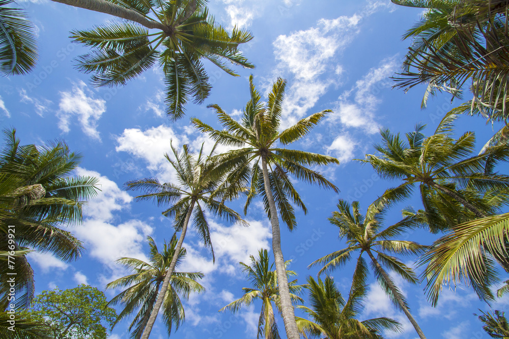 Obraz premium Tropical palms.