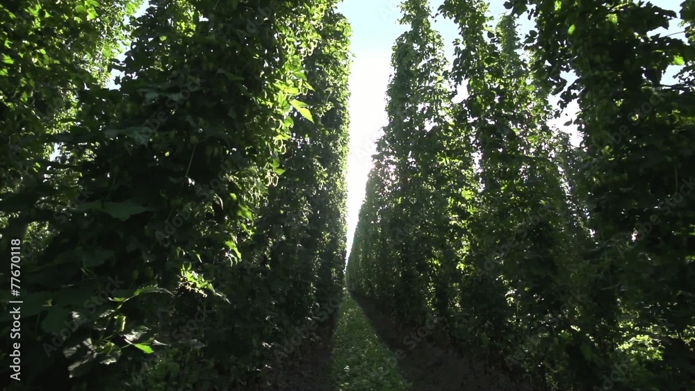 Walking trough hop field in slow motion Walking trough hop field in slow motion