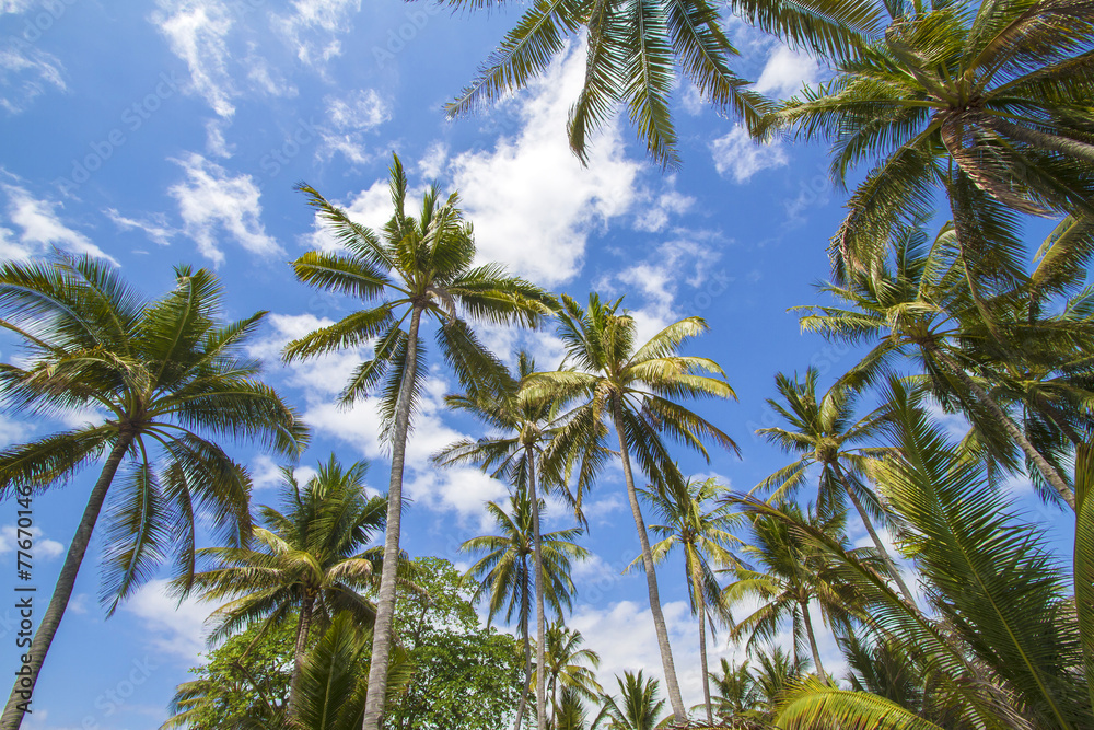 Tropical palms.