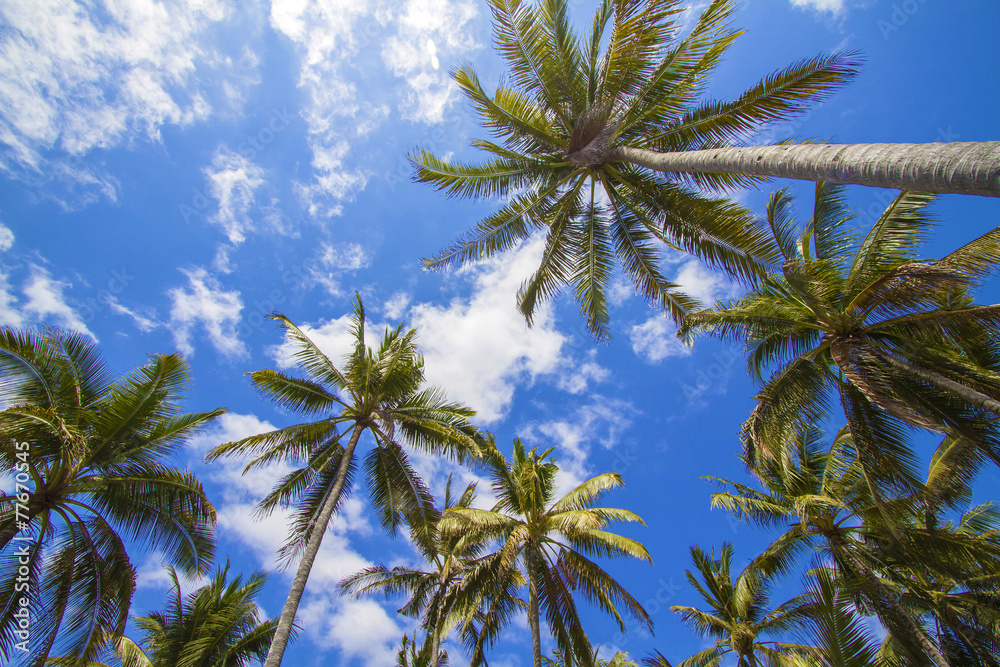 Fototapeta Tropical palms.