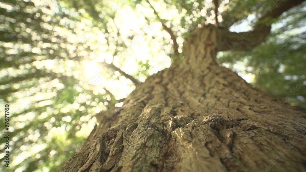 Tree Trunk and bright light