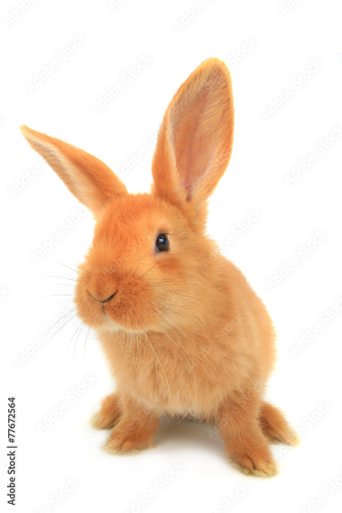 Obraz premium brown rabbit