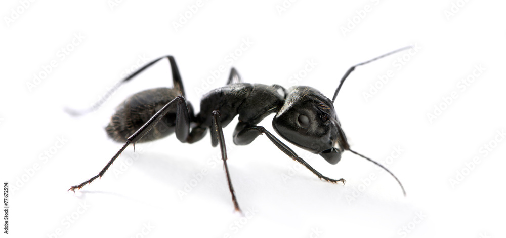 Carpenter ant, Camponotus vagus Carpenter ant, Camponotus vagus