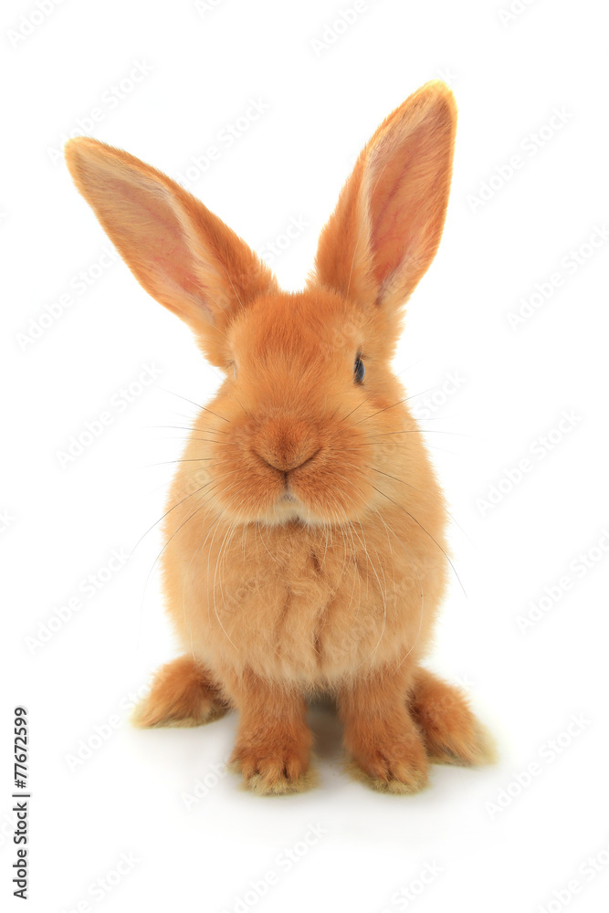 Fototapeta premium brown rabbit