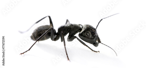 Carpenter ant, Camponotus vagus © Eric Isselée