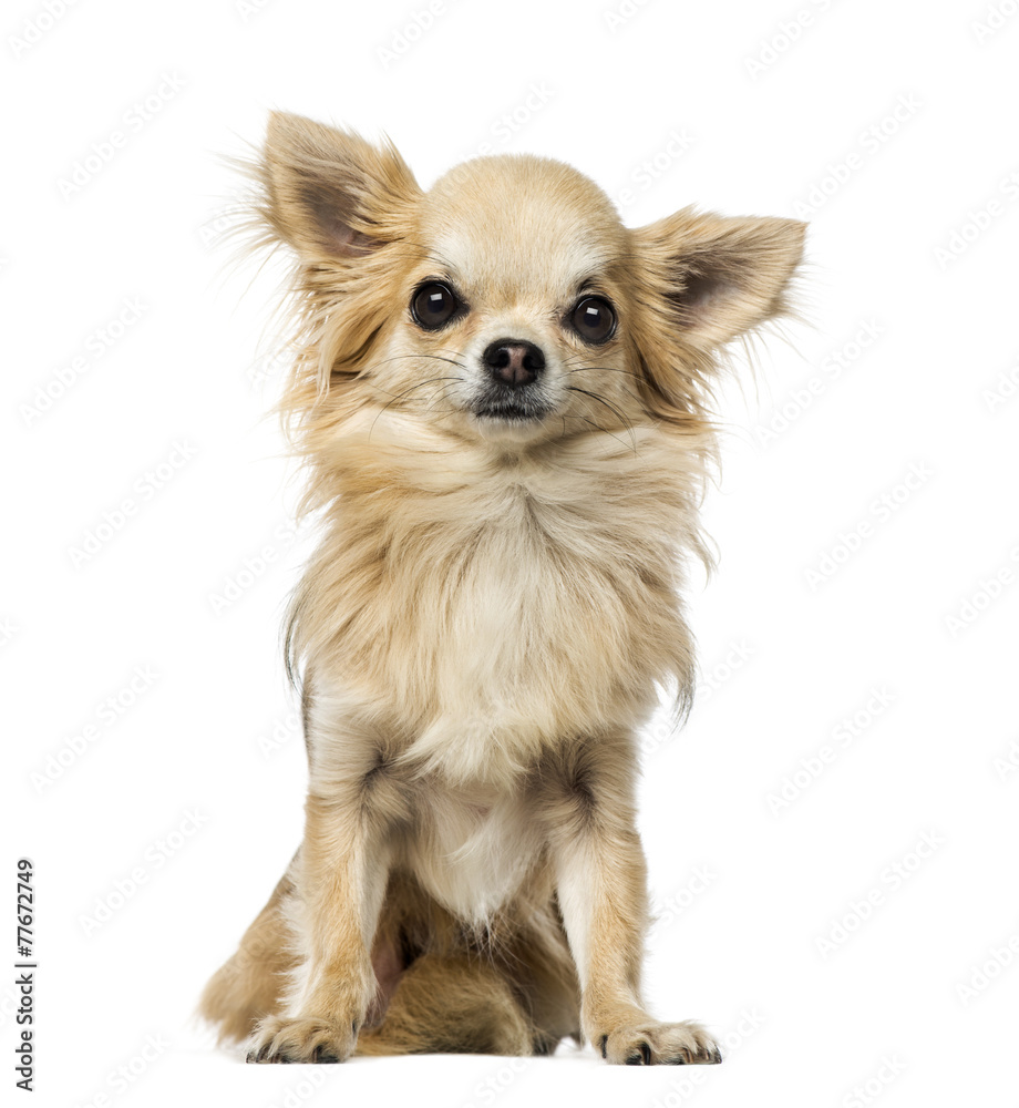 Chihuahua Chihuahua
