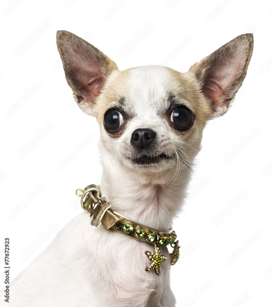 Chihuahua (3 years old) wearing a collar