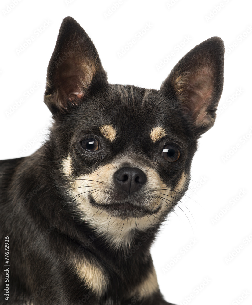 Close-up of a Chihuahua (18 months old) Close-up of a Chihuahua (18 months old)