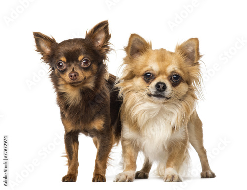 Two chihuahuas © Eric Isselée