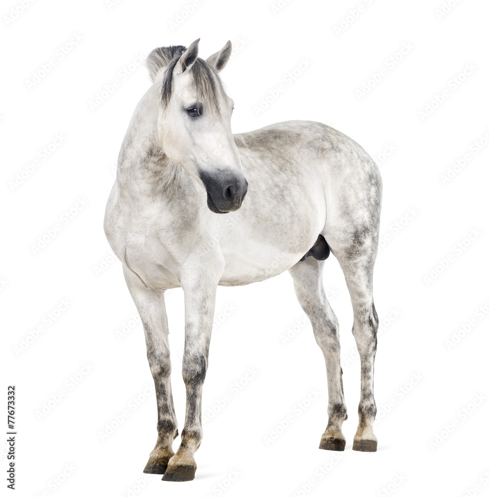 Andalusian horse