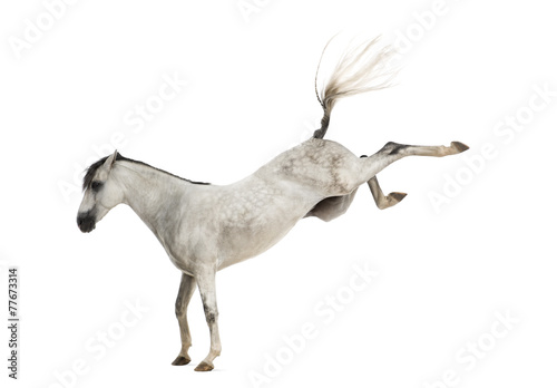 Foto Andalusian horse kicking out
