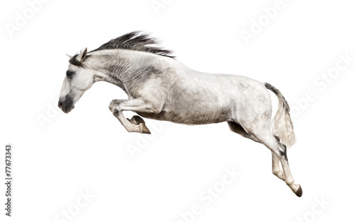 Obraz na plátne Andalusian horse jumping
