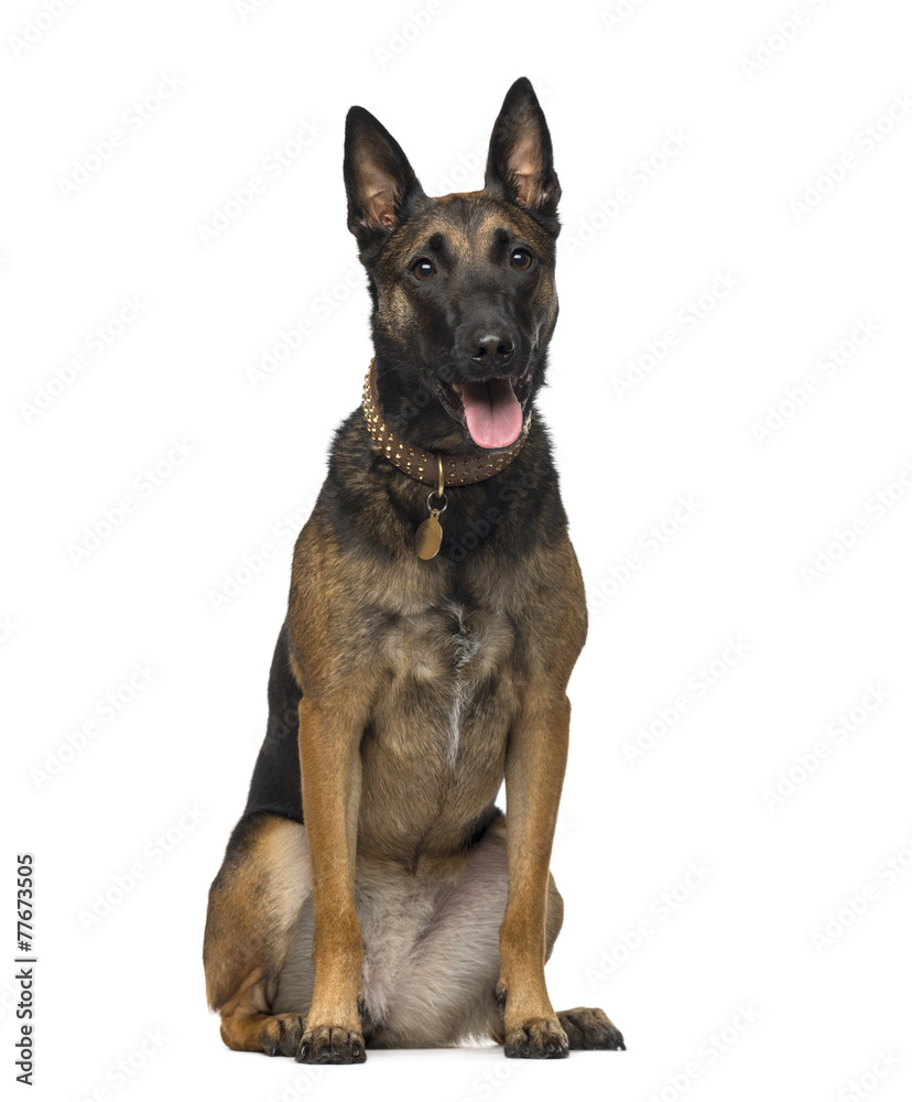 Belgian Shepherd (2 years old)