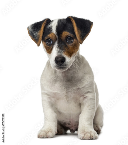 Jack Russell Terrier puppy (2 months old) © Eric Isselée