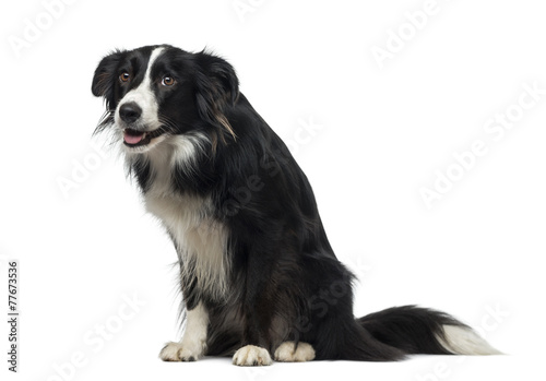 Fototapeta Naklejka Na Ścianę i Meble -  Border Collie (2 years old)