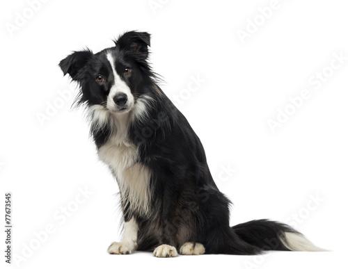 Border Collie (2 years old)