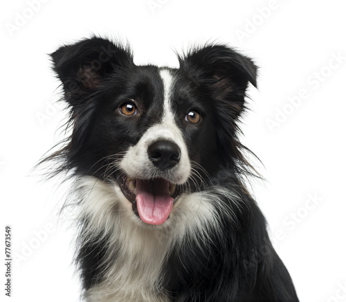 Border Collie (2 years old) photo