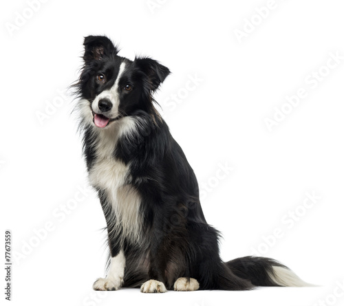 Border Collie (2 years old) © Eric Isselée