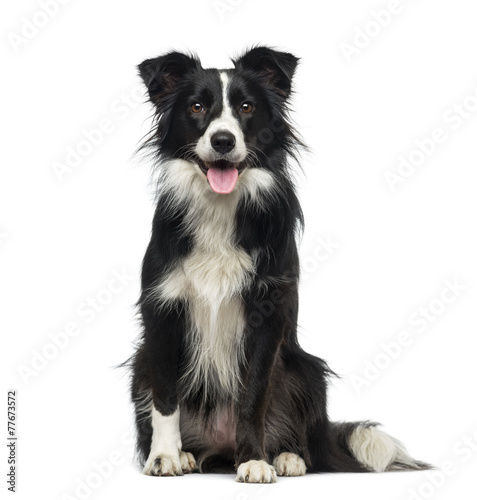 Print op canvas Border Collie (2 years old)