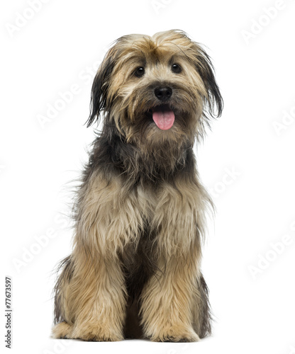 Crossbreed dog (7 months old)